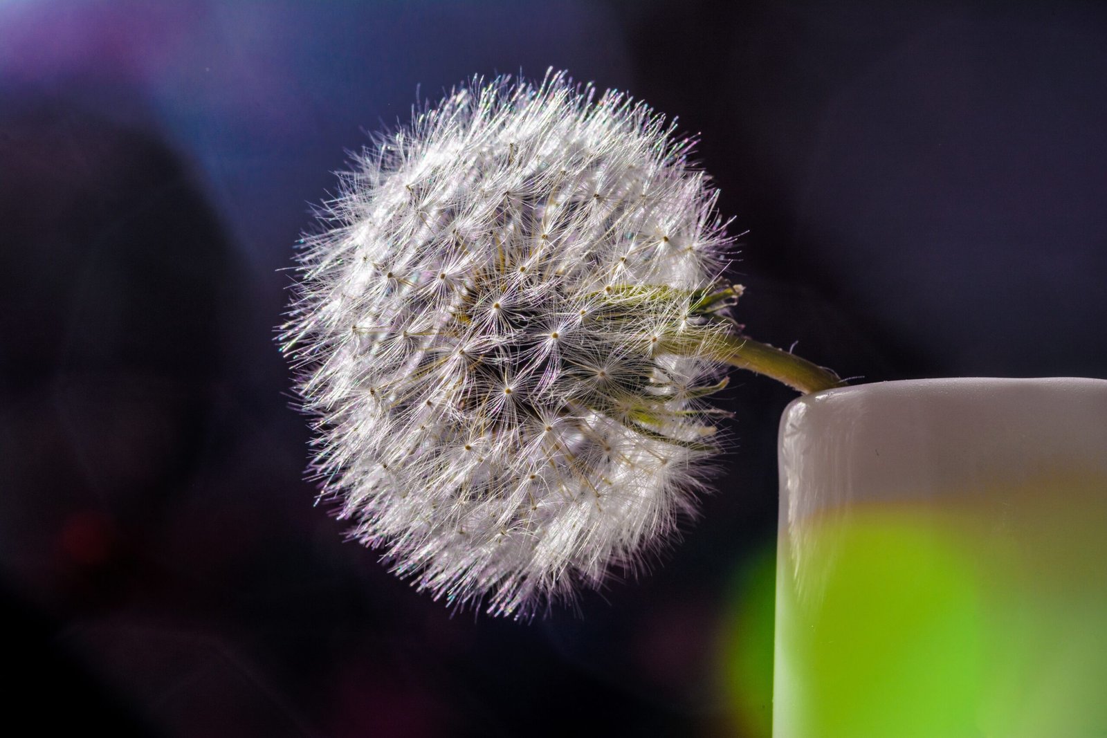 Close-up of dandelion against dark background.