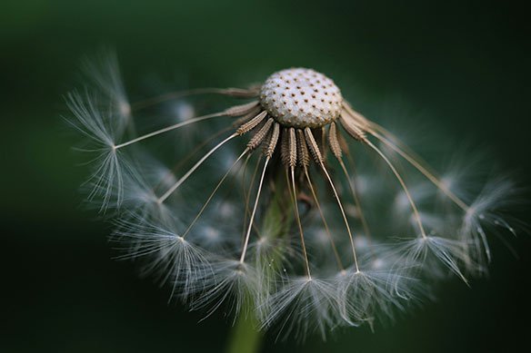 Close-up of dandelion seeds in the wind