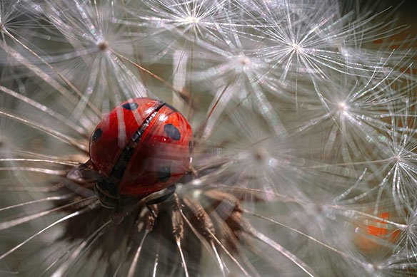 Ladybug on dandelion seed head close-up.