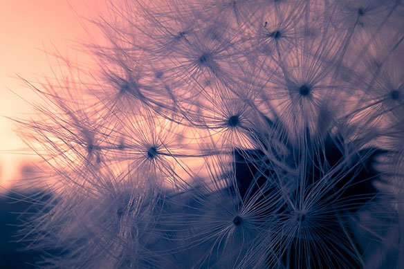 Close-up of dandelion with sunset in background.