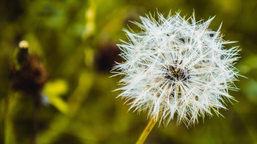 Close-up of a dandelion on a green background.