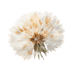 dandelion flower 2