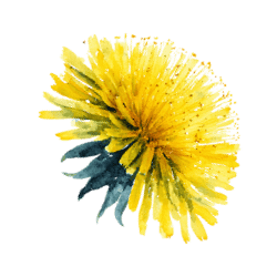dandelion flower 3.1
