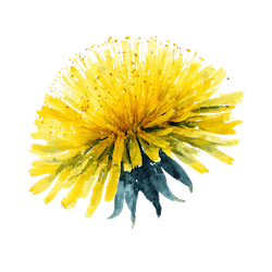 dandelion flower 3