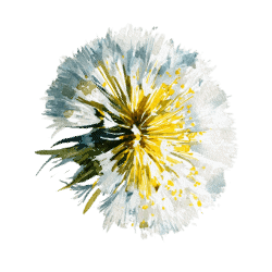 dandelion audiobook set