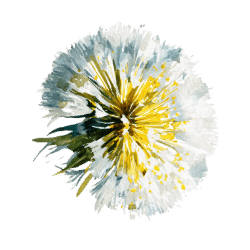 dandelion flower 4.0
